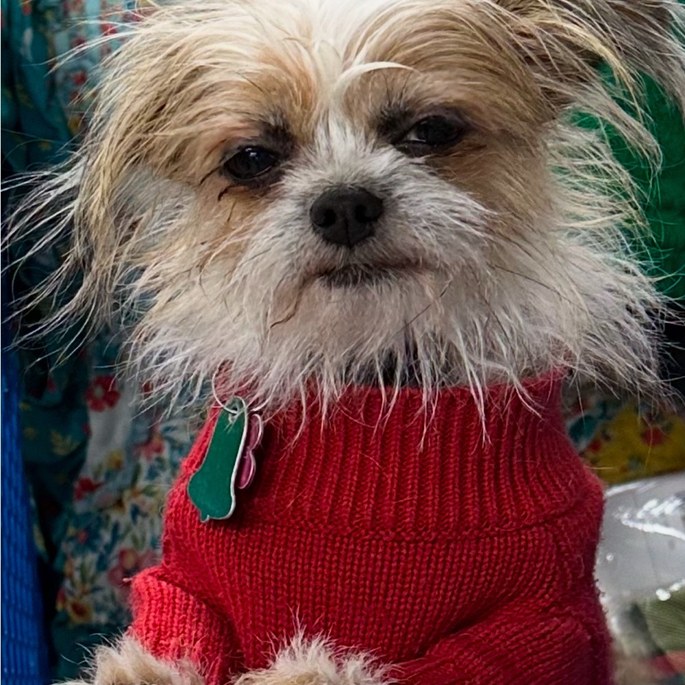 Meet your Posher, Katie